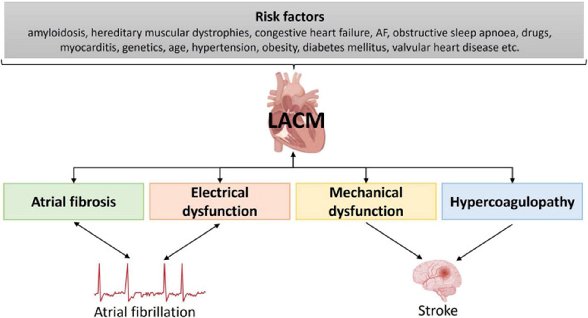 【佳学基因检测】医学院专升本关于CSE1L基因评估分析的基本技能